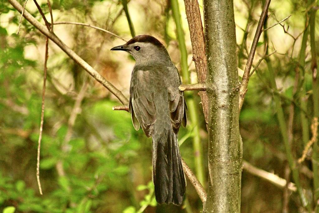 Gray Catbird by Greg's Always Catchin Up is marked with CC BY-NC-SA 2.0.
